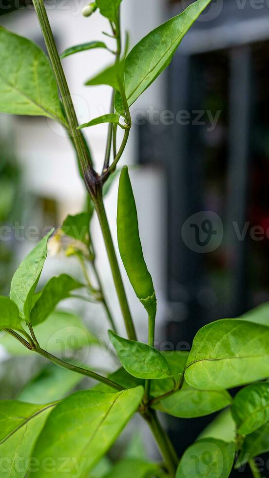 Chilli peppers blooming in the garden photo