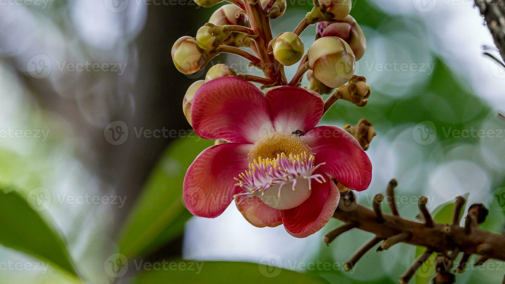 Sal, Shal, Sakhuwan, Sal Tree, Sal of India, Religiosa blooming in the garden bokeh background photo
