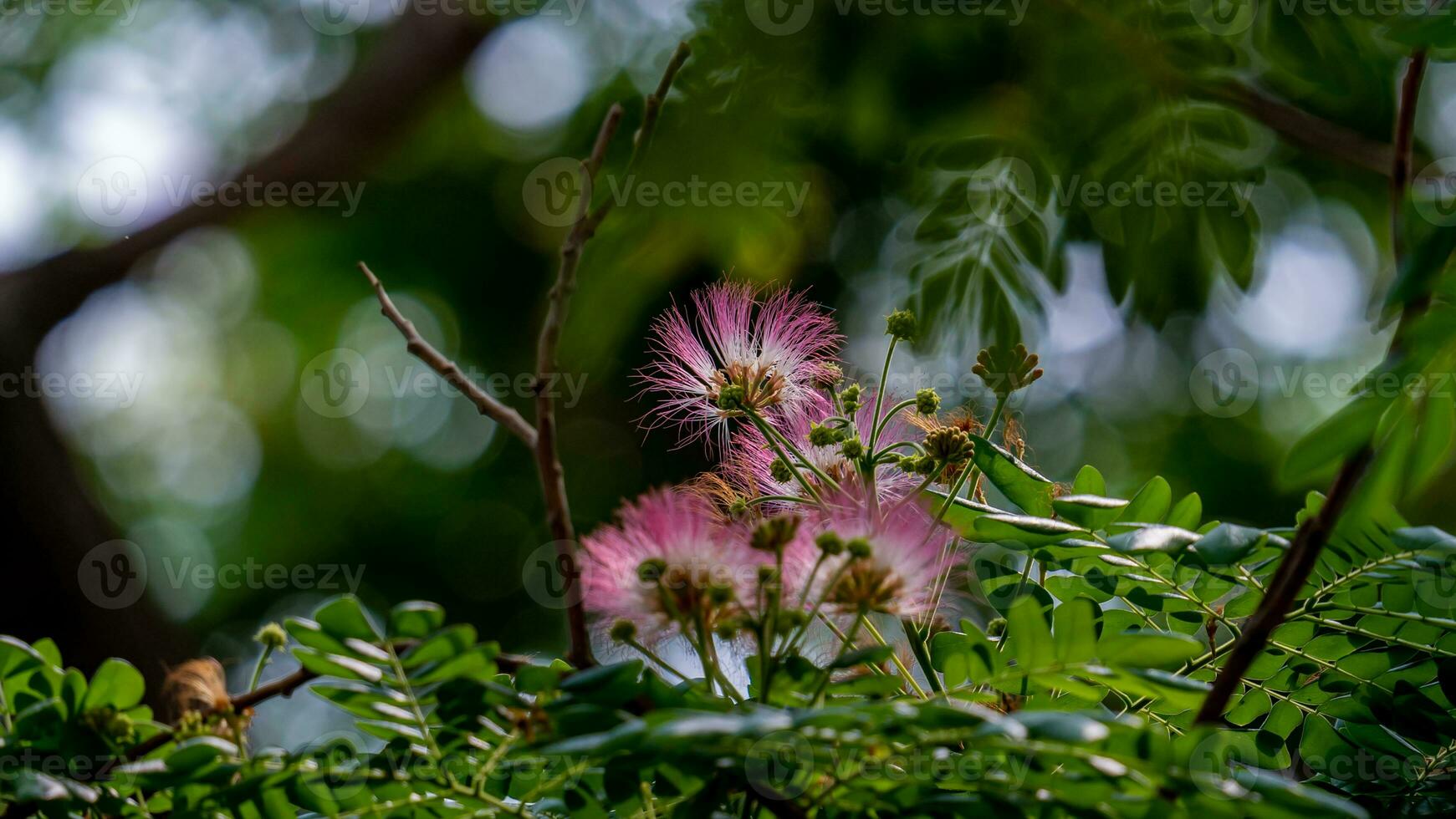 calliandra hematocefalia floreciente en el jardín foto