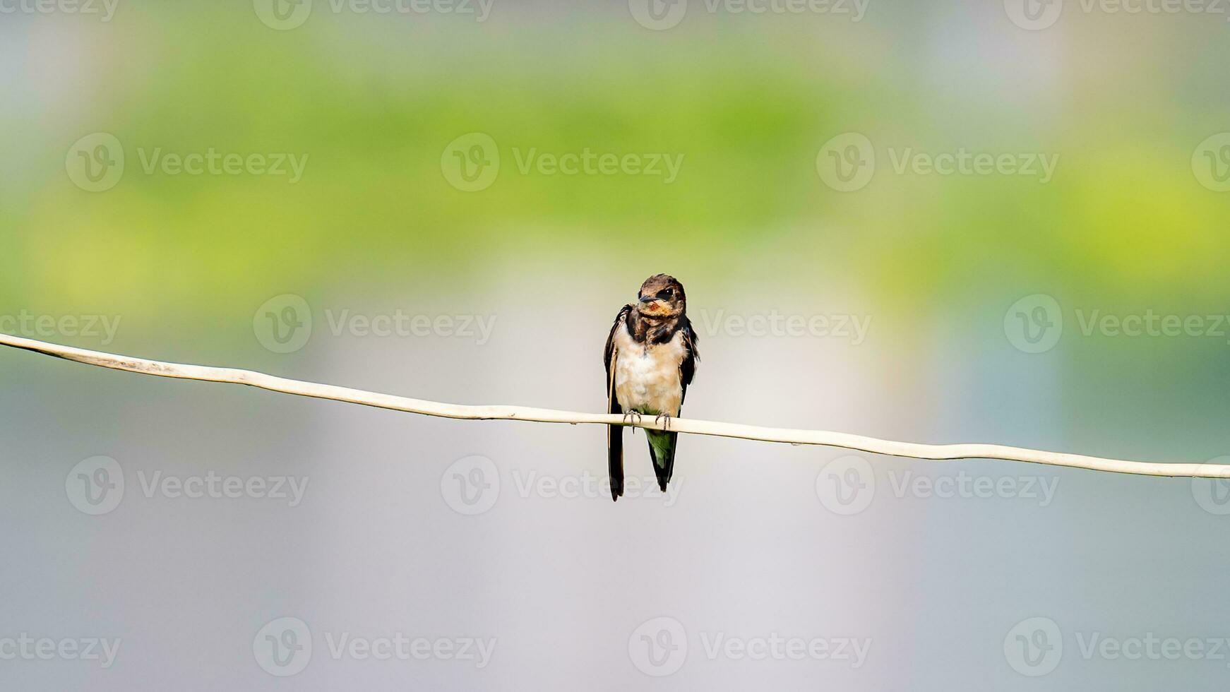 Barn Swallow perched on wire photo