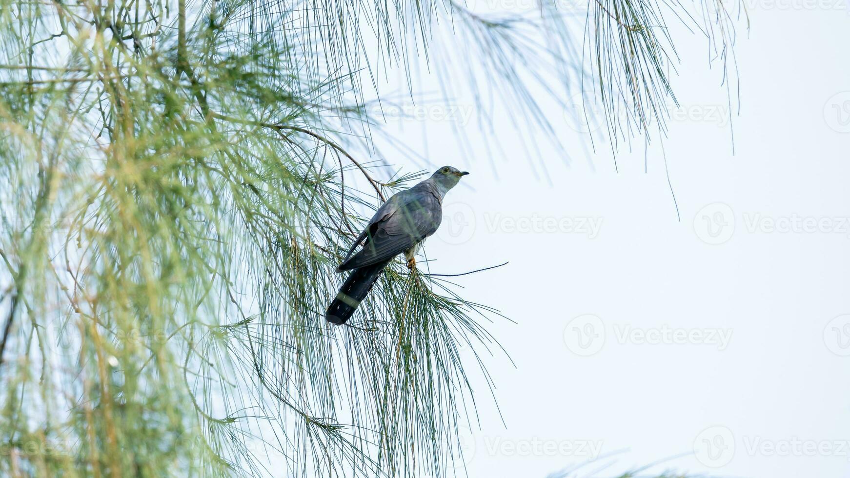 Himalayan cuckoo perched on tree photo