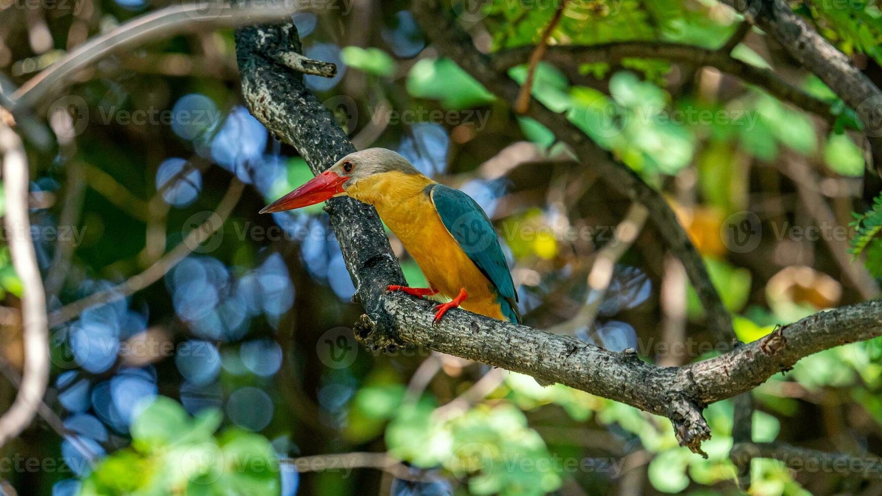 pico de cigüeña martín pescador encaramado en árbol foto