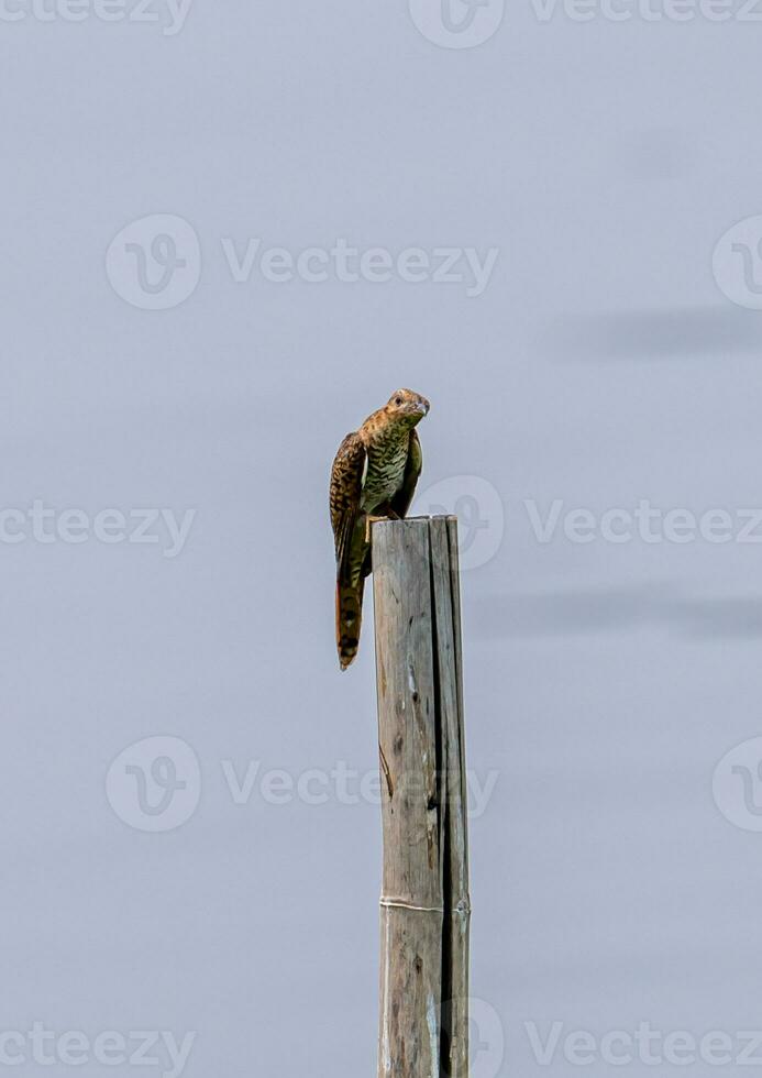 Plaintive Cuckoo perched on a stump photo