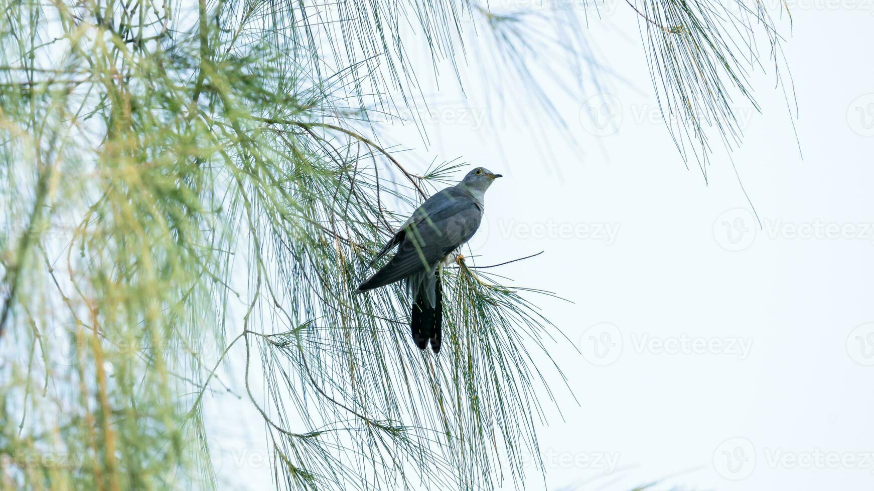 Himalayan cuckoo flying in the garden photo