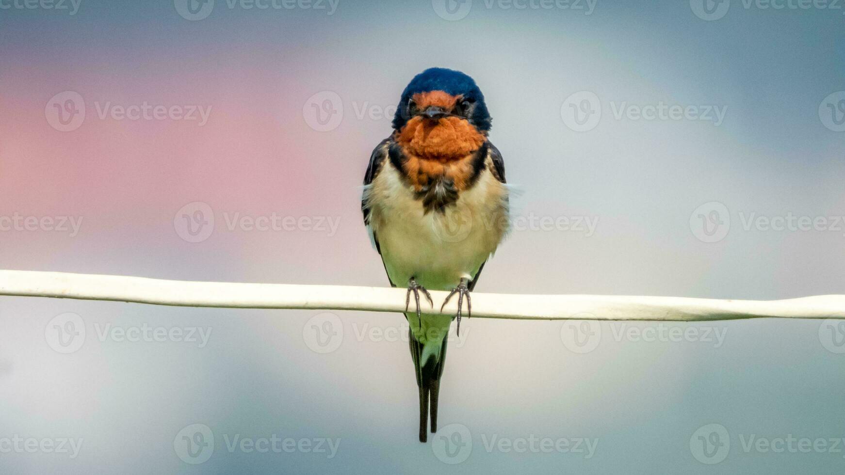 Barn Swallow perched on wire photo