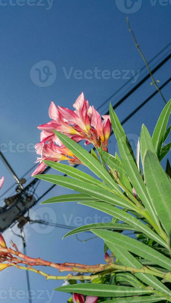 Nerium oleander L. blooming in the garden blue sky background photo