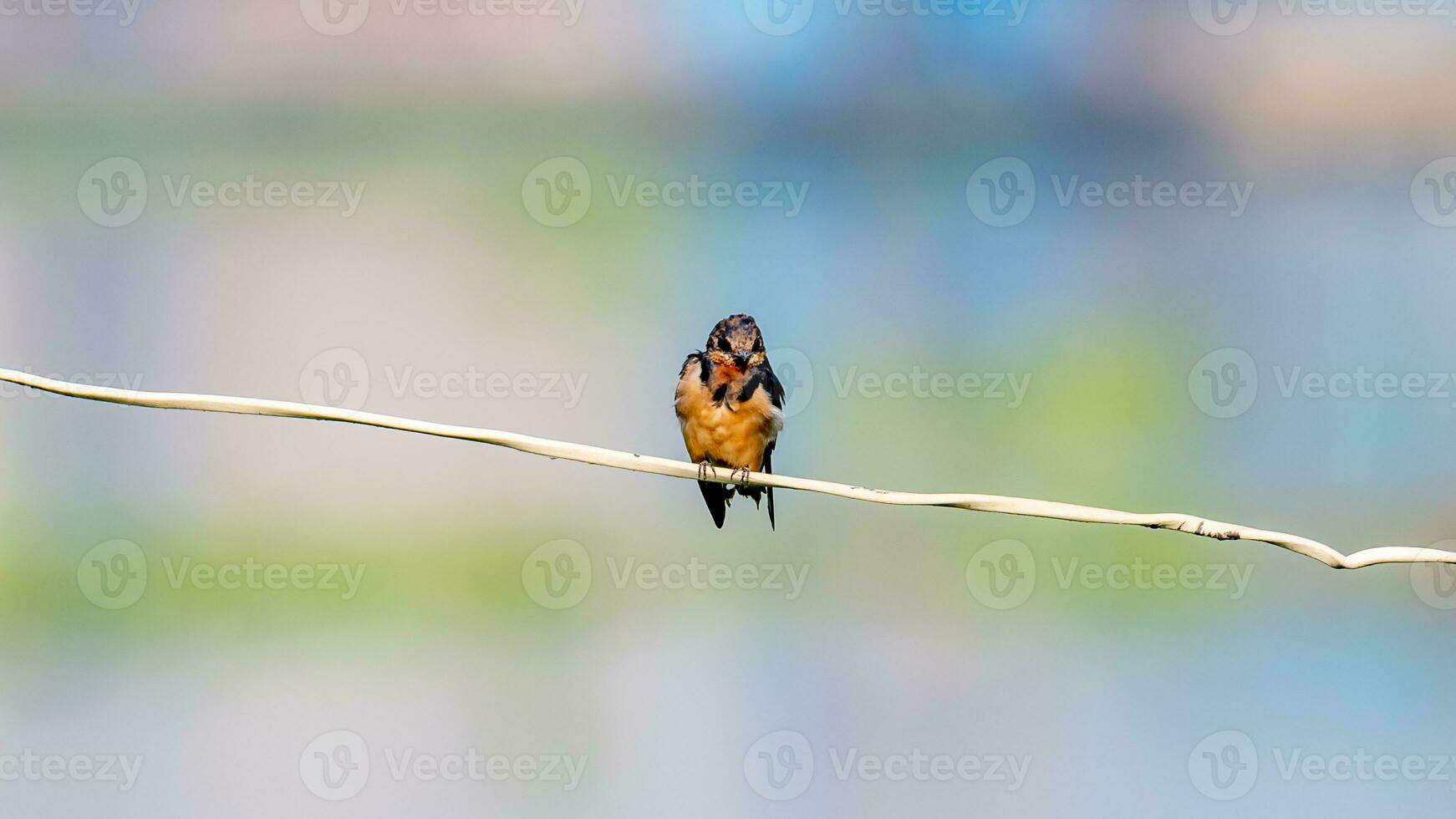 granero golondrina encaramado en cable foto