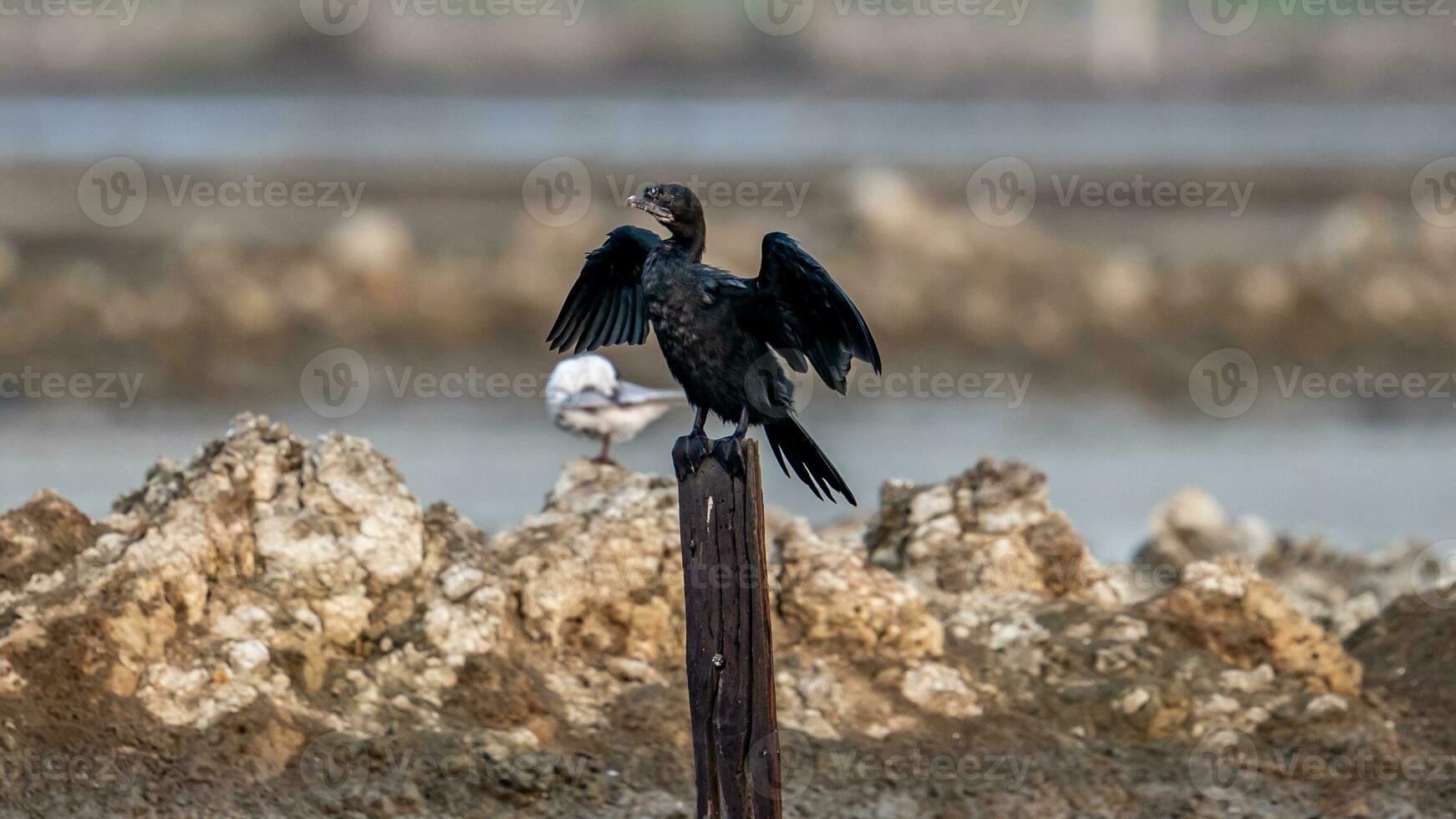 Little Cormorant perched on a stump photo