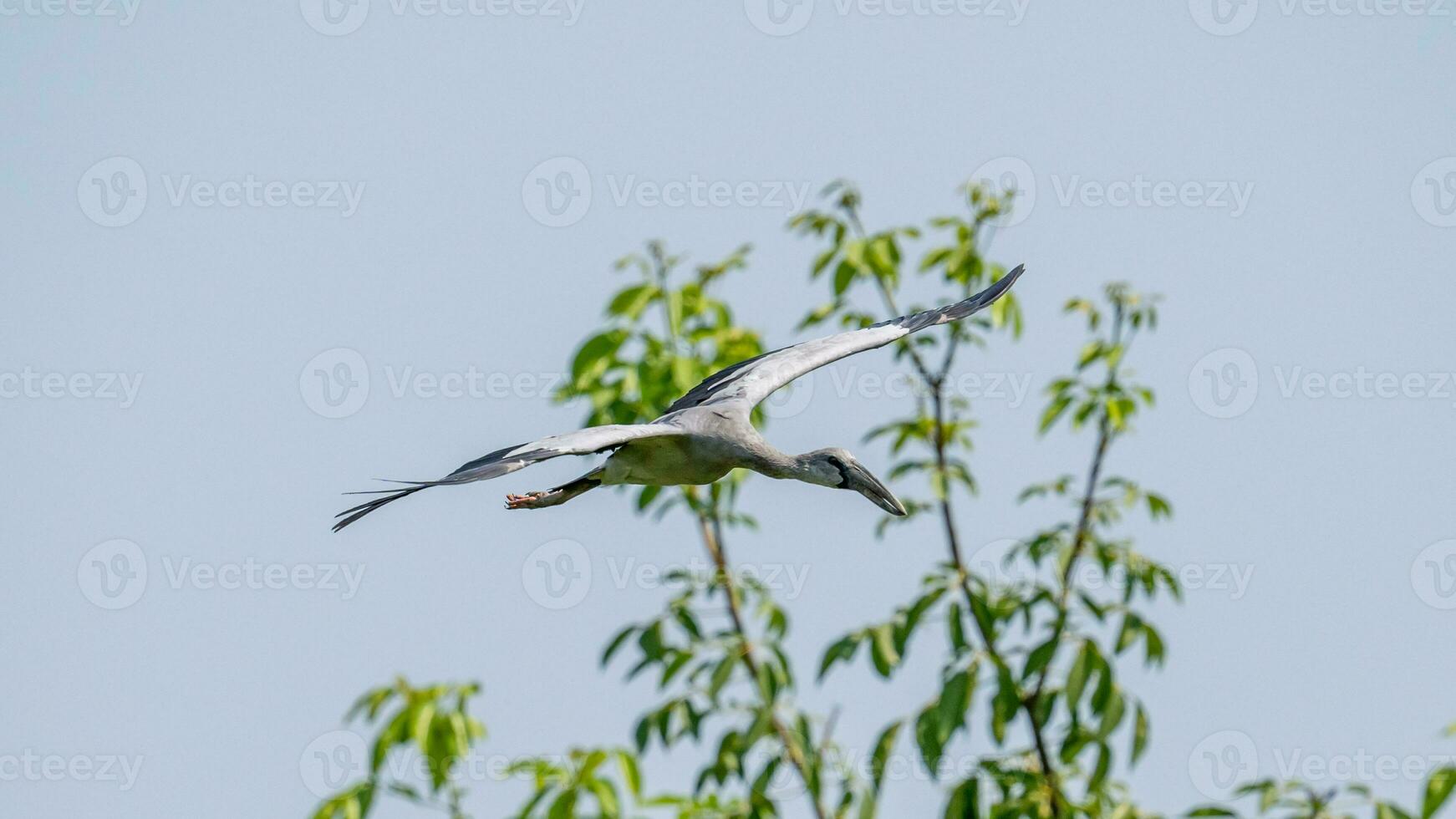 Open-billed stork, Asian openbill flying over the field photo