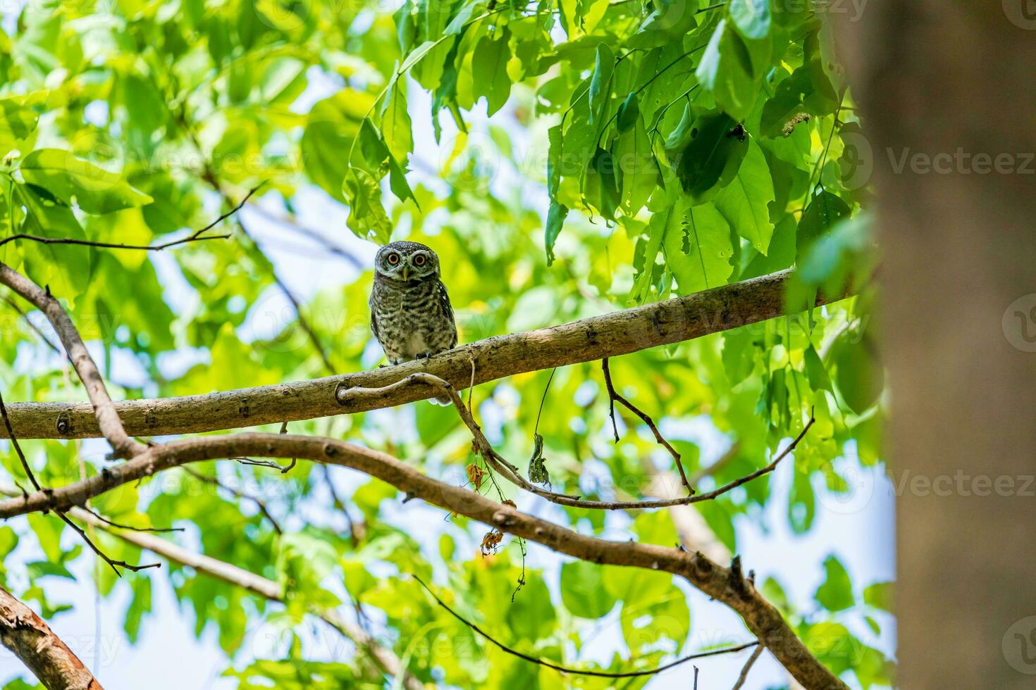 spotted owl perched on tree photo
