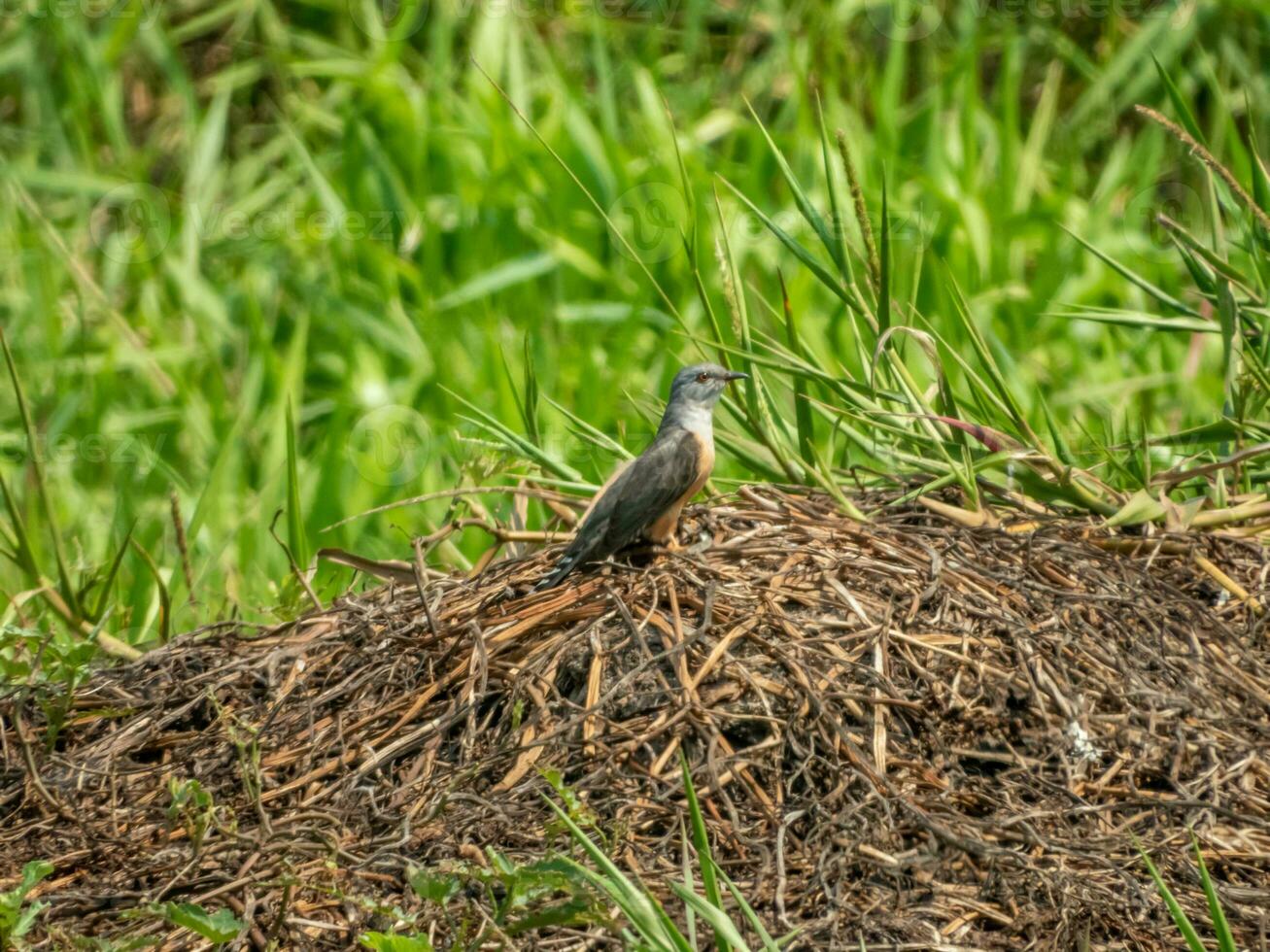 plaintive cuckoo stand on the field photo