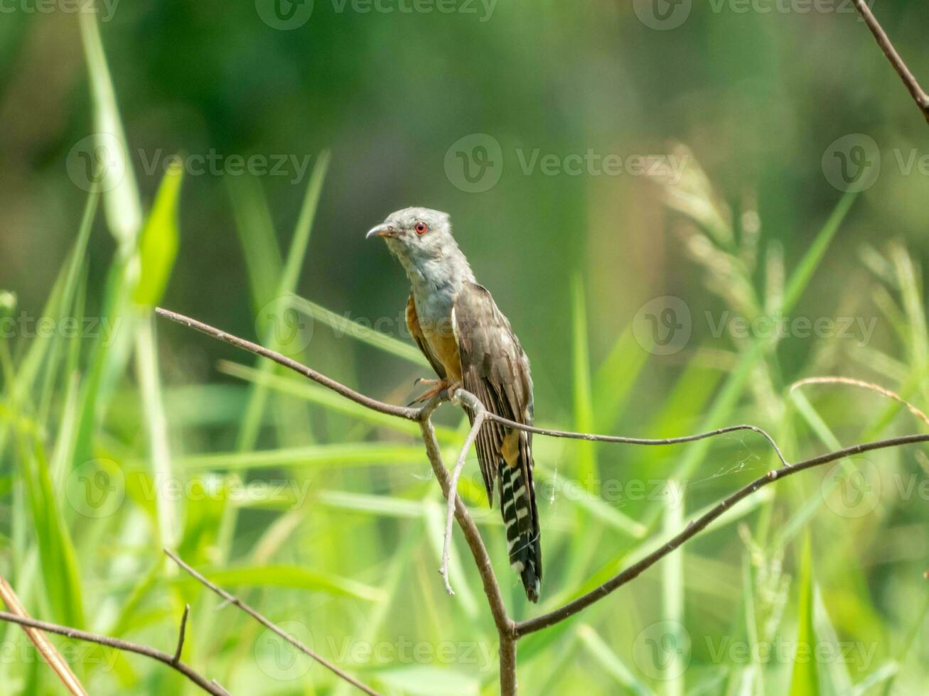 plaintive cuckoo perched on tree photo