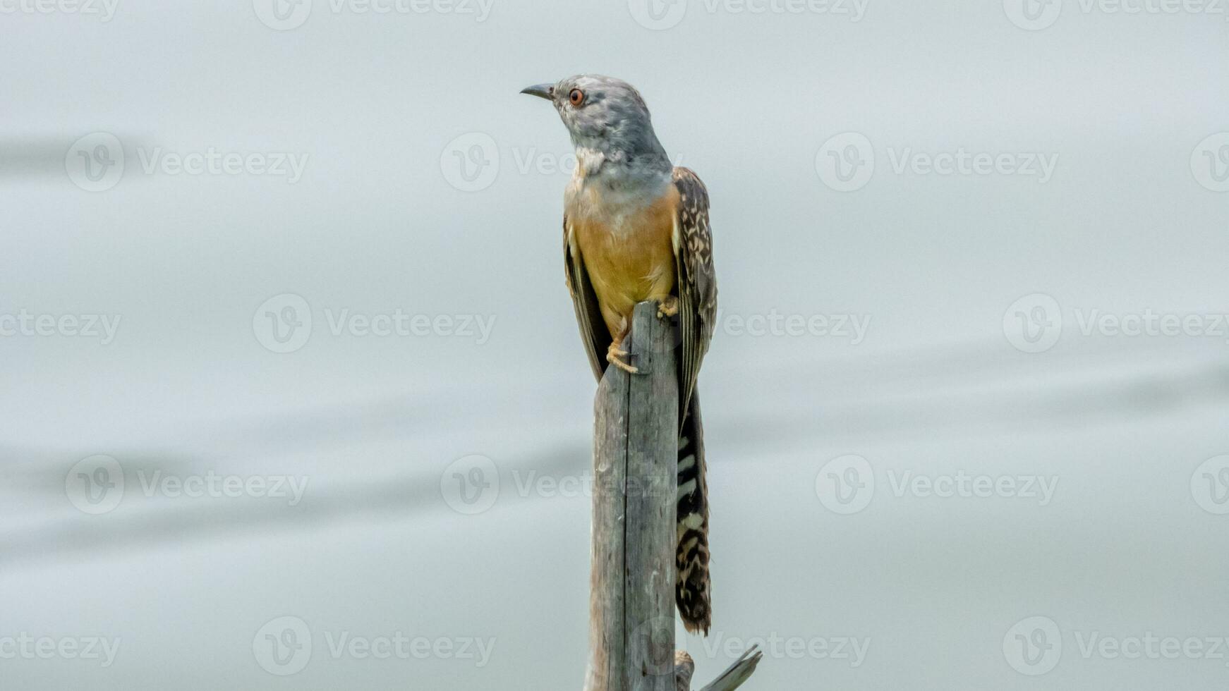 Plaintive Cuckoo perched on a stump photo