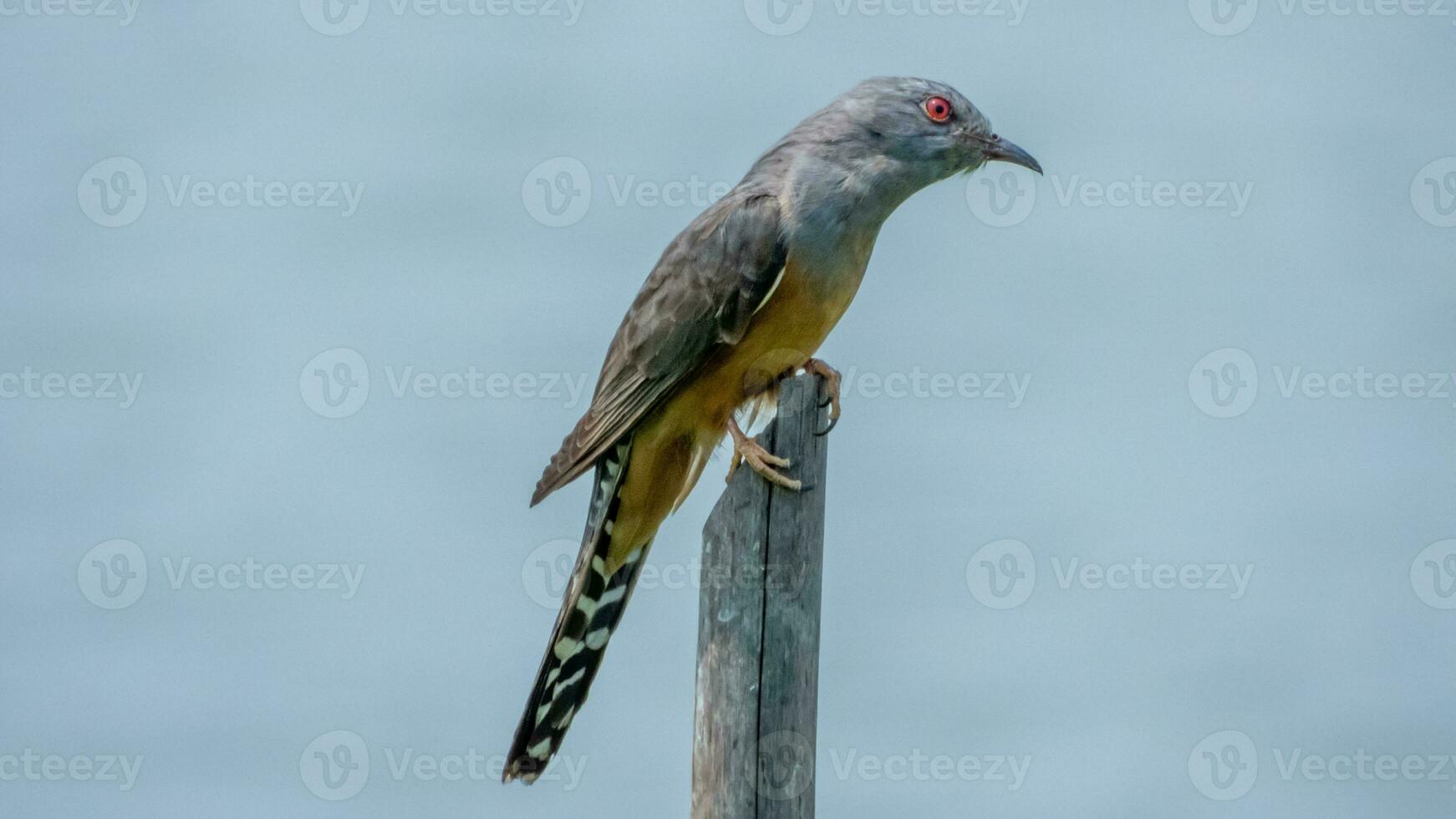 Plaintive Cuckoo perched on a stump photo