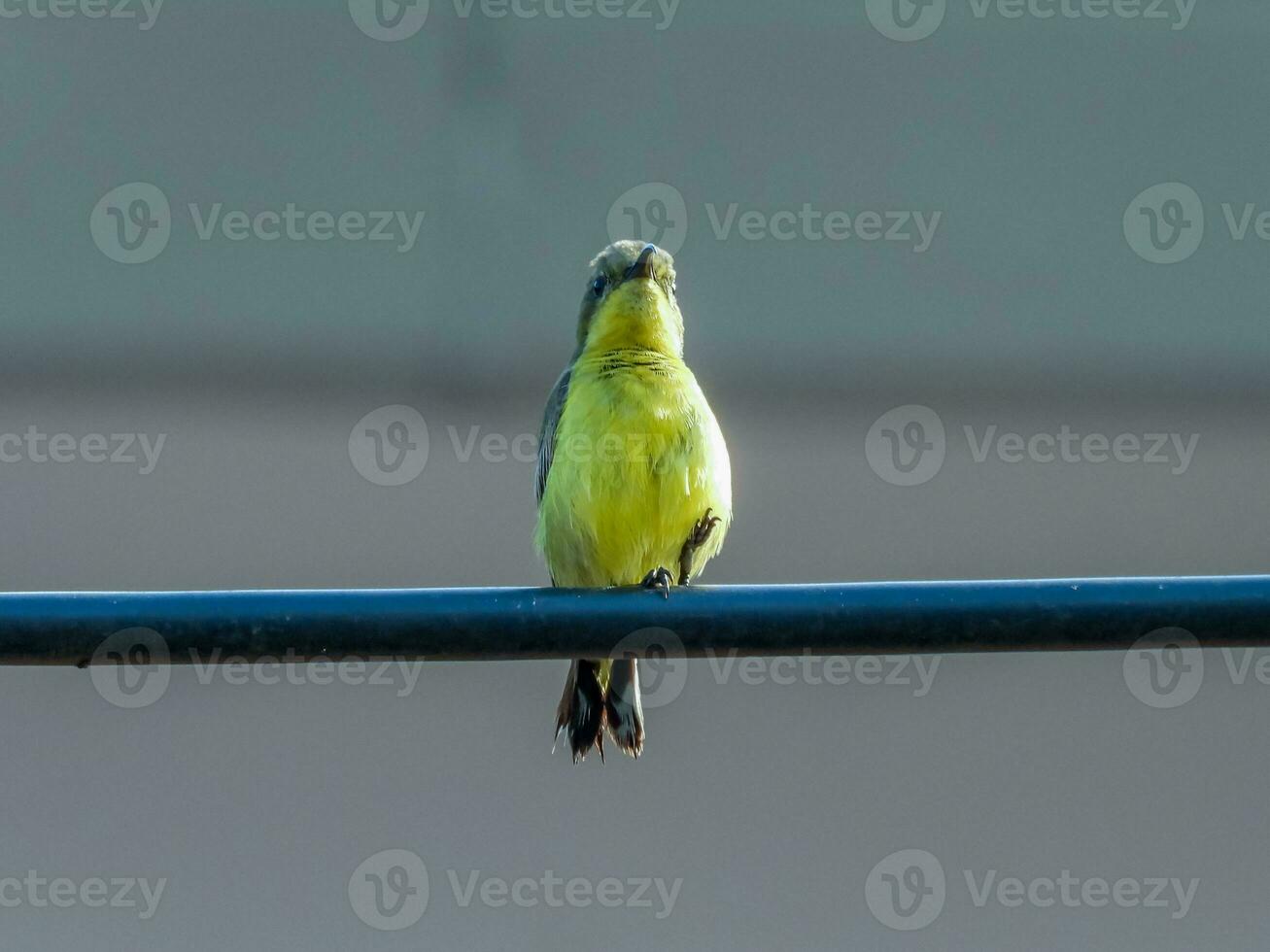 Olive-backed Sunbird perched on wire photo