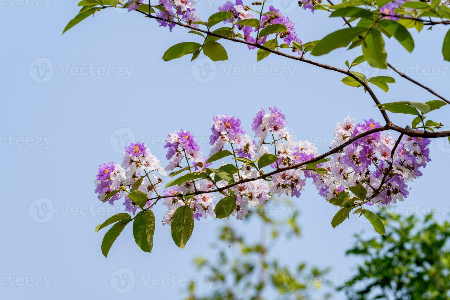 Bungor tree blooming in the garden blue sky background photo