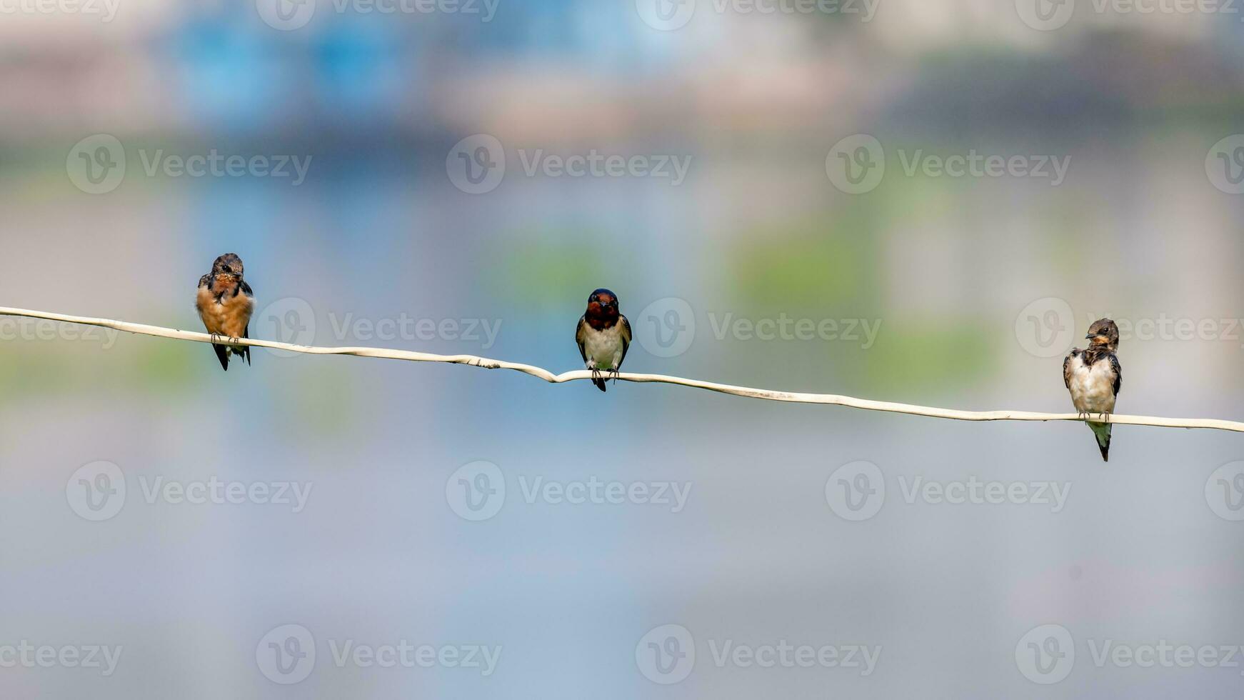 Barn Swallow perched on wire photo