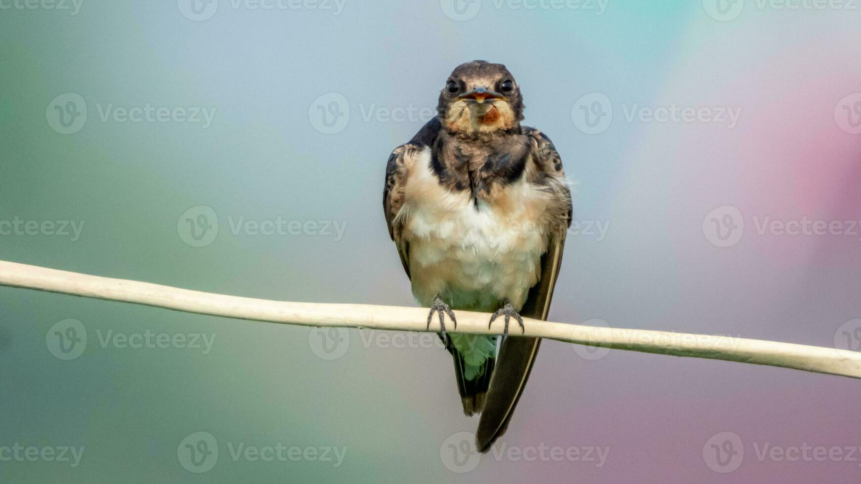 Barn Swallow perched on wire photo