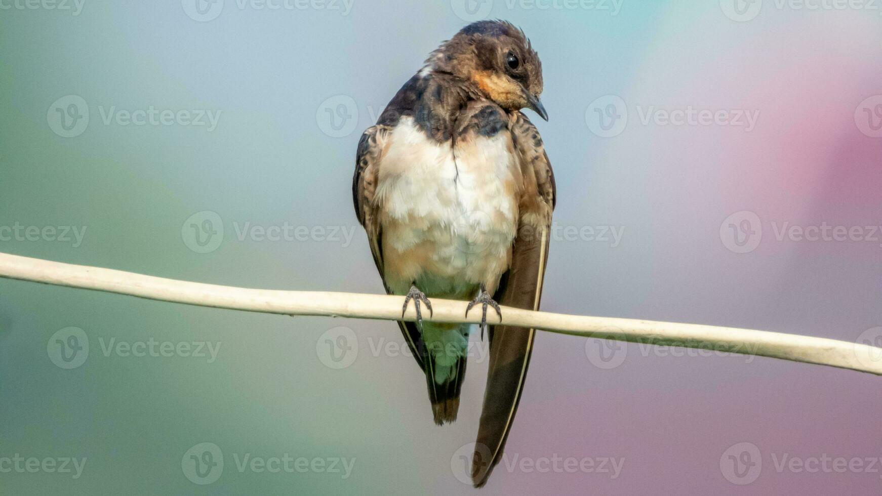 granero golondrina encaramado en cable foto