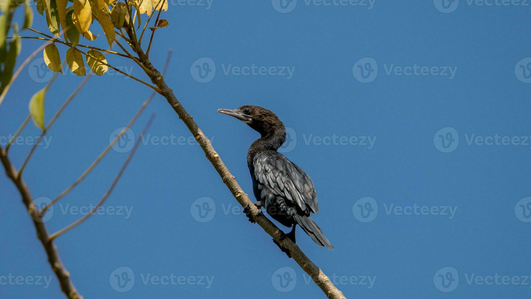 Little cormorant, Javanese cormorant perched on tree photo