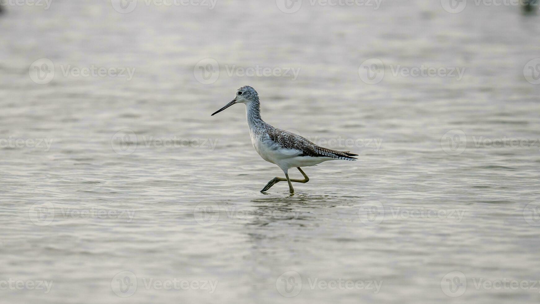 common greenshank walking along the shore of the lake. photo