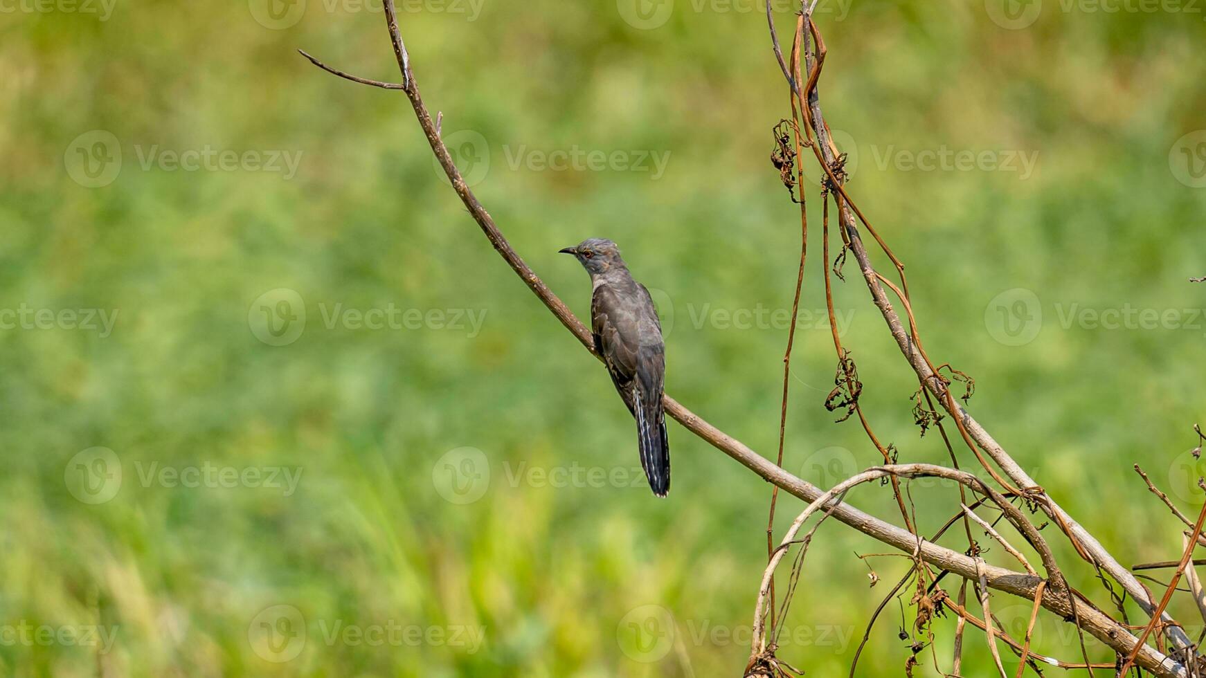 cuco quejumbroso posado en un árbol foto