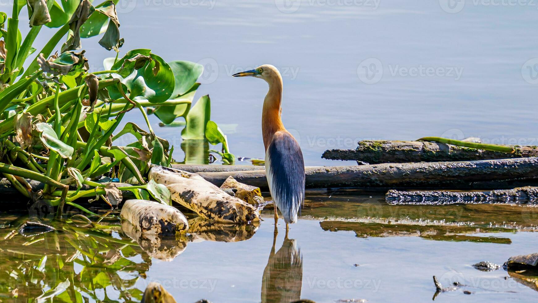 Chinese pond heron walking along the shore of the lake photo