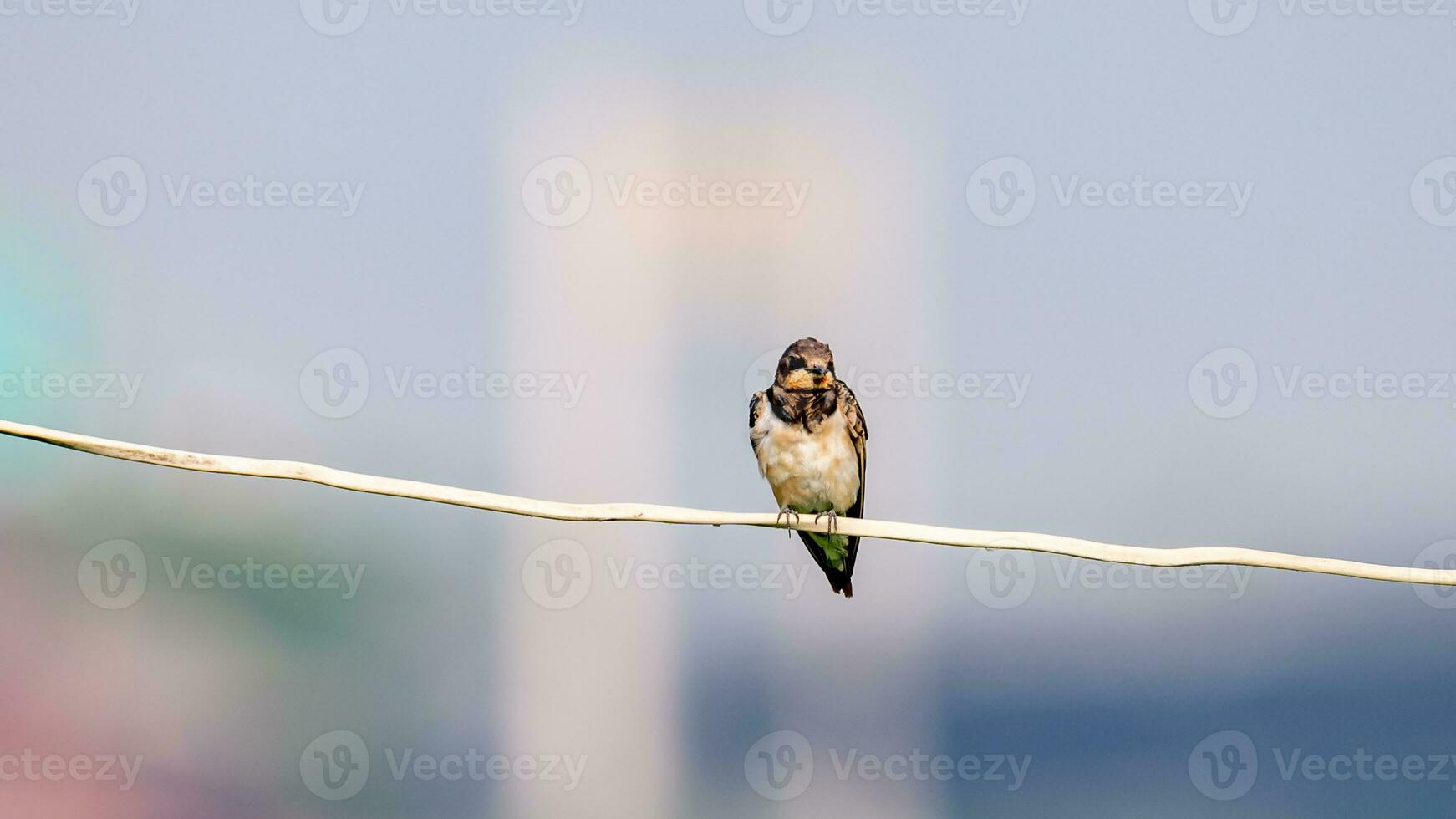 Barn Swallow perched on wire photo