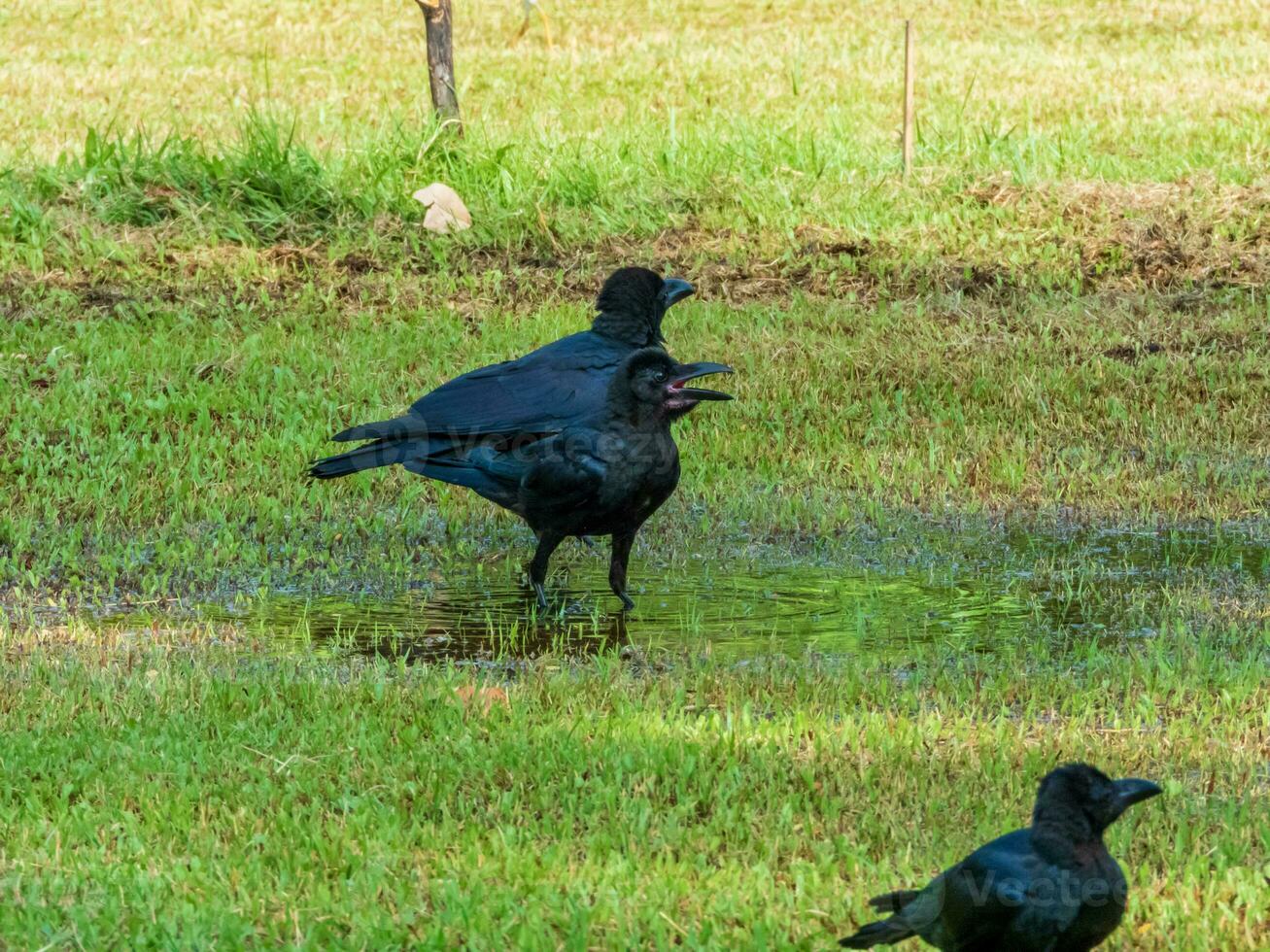 Crow walking in the garden photo