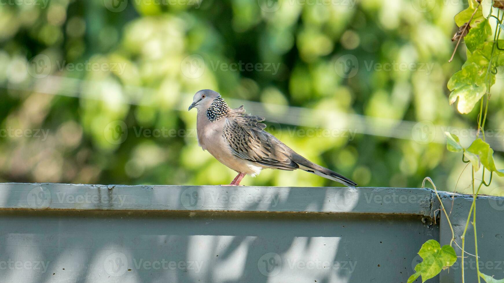 Spotted Dove stand on the fence photo