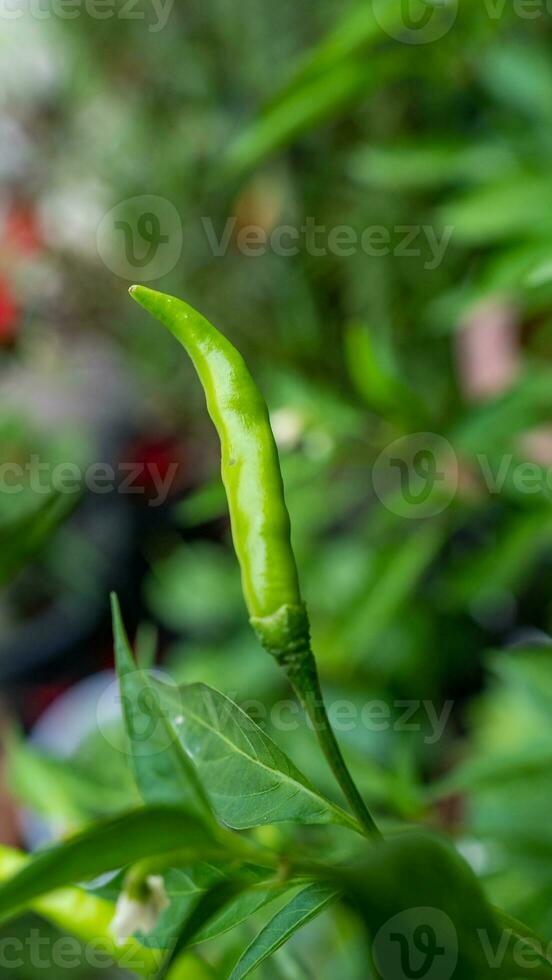 Chilli peppers blooming in the garden photo