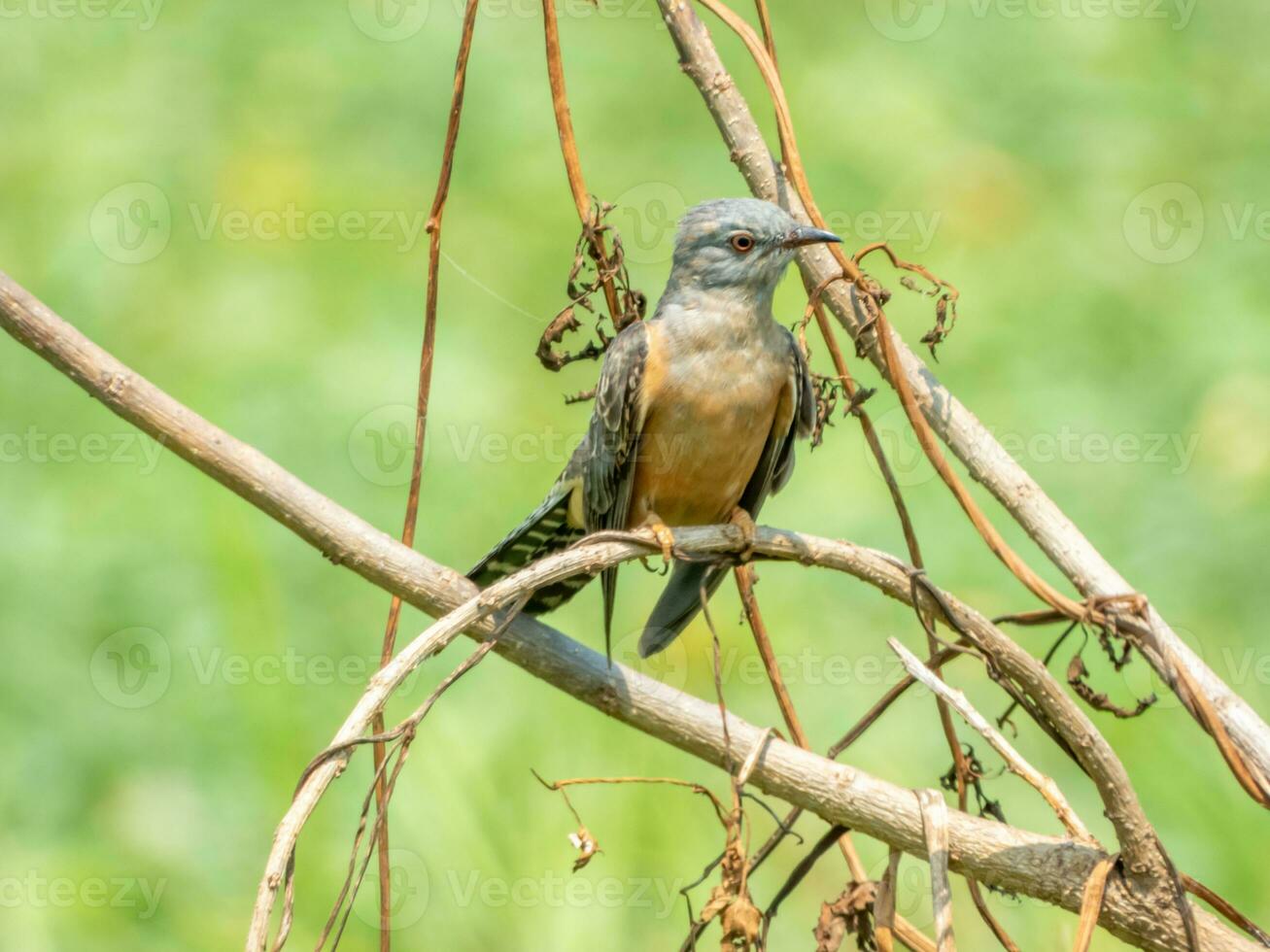 plaintive cuckoo perched on tree photo