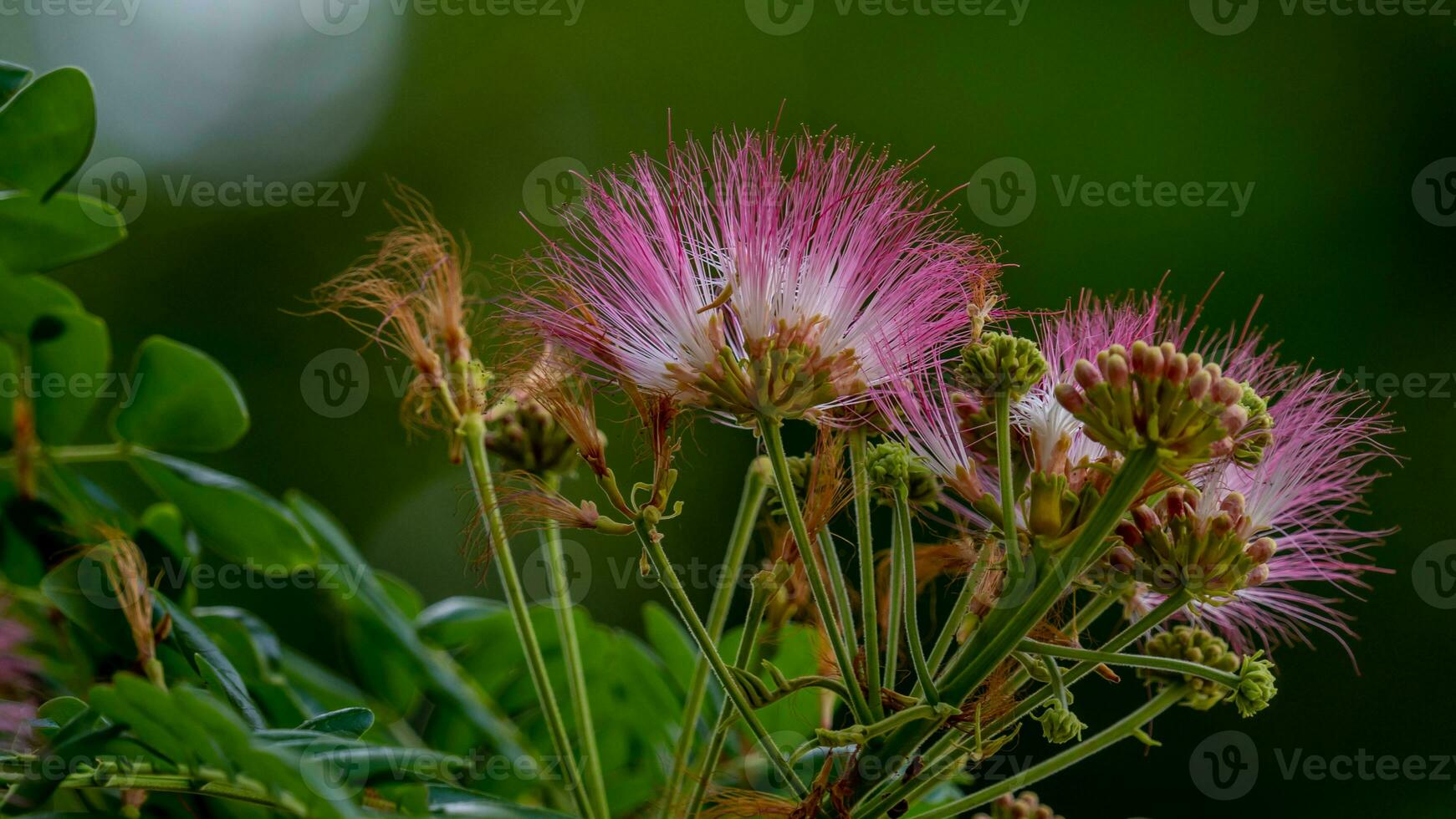 Calliandra haematocephala blooming in the garden photo