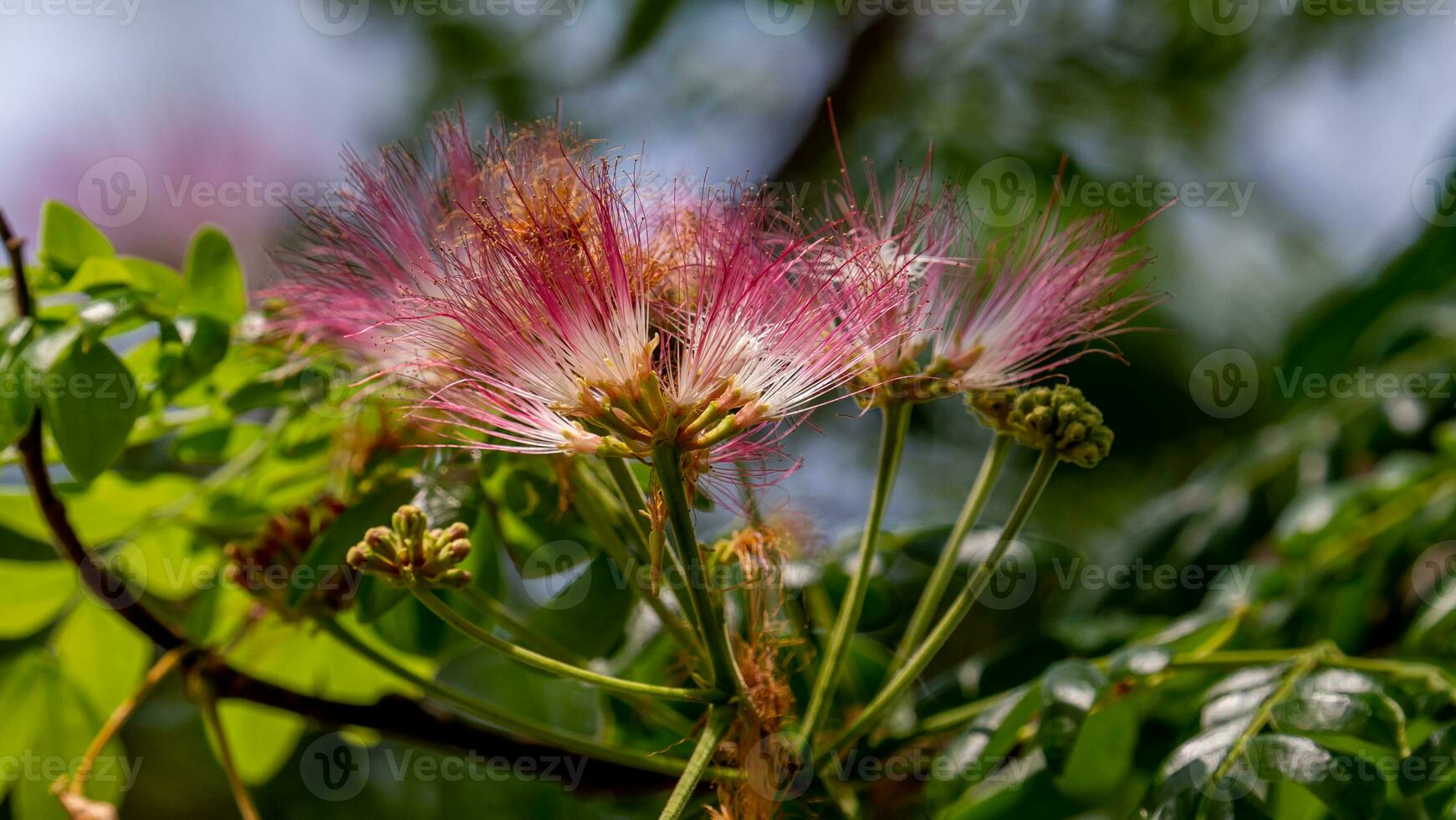 Calliandra haematocephala blooming in the garden photo