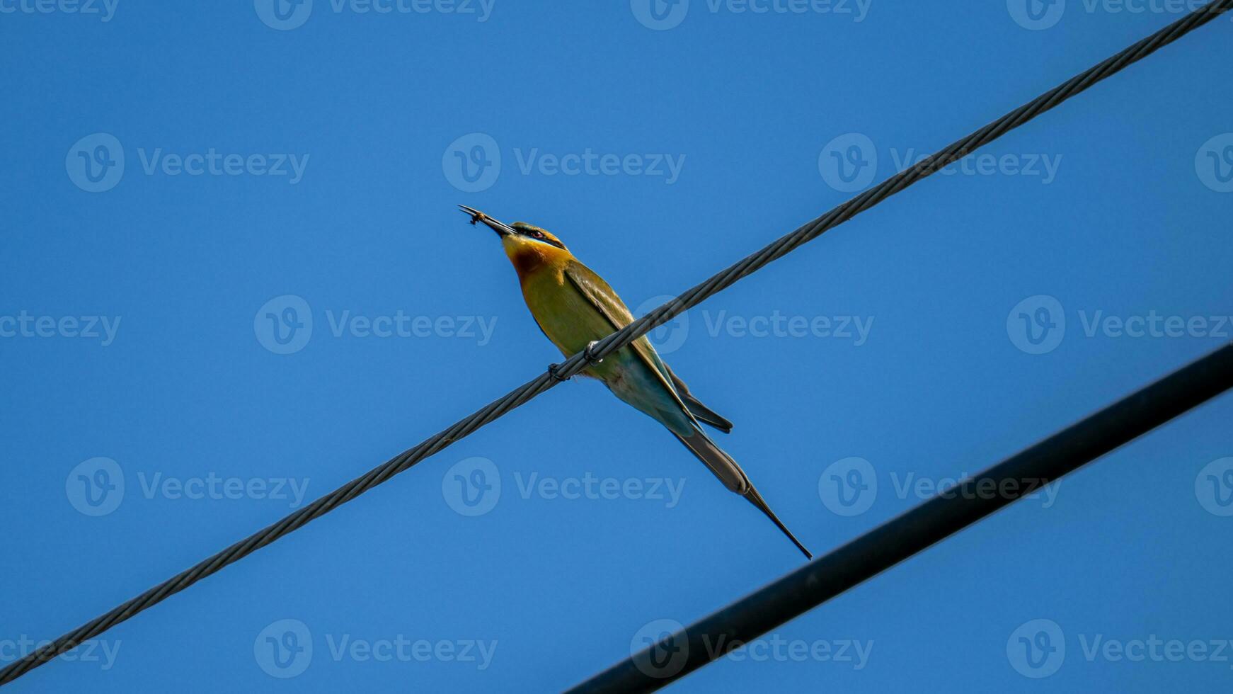 Blue-tailed bee-eater perched on wire photo