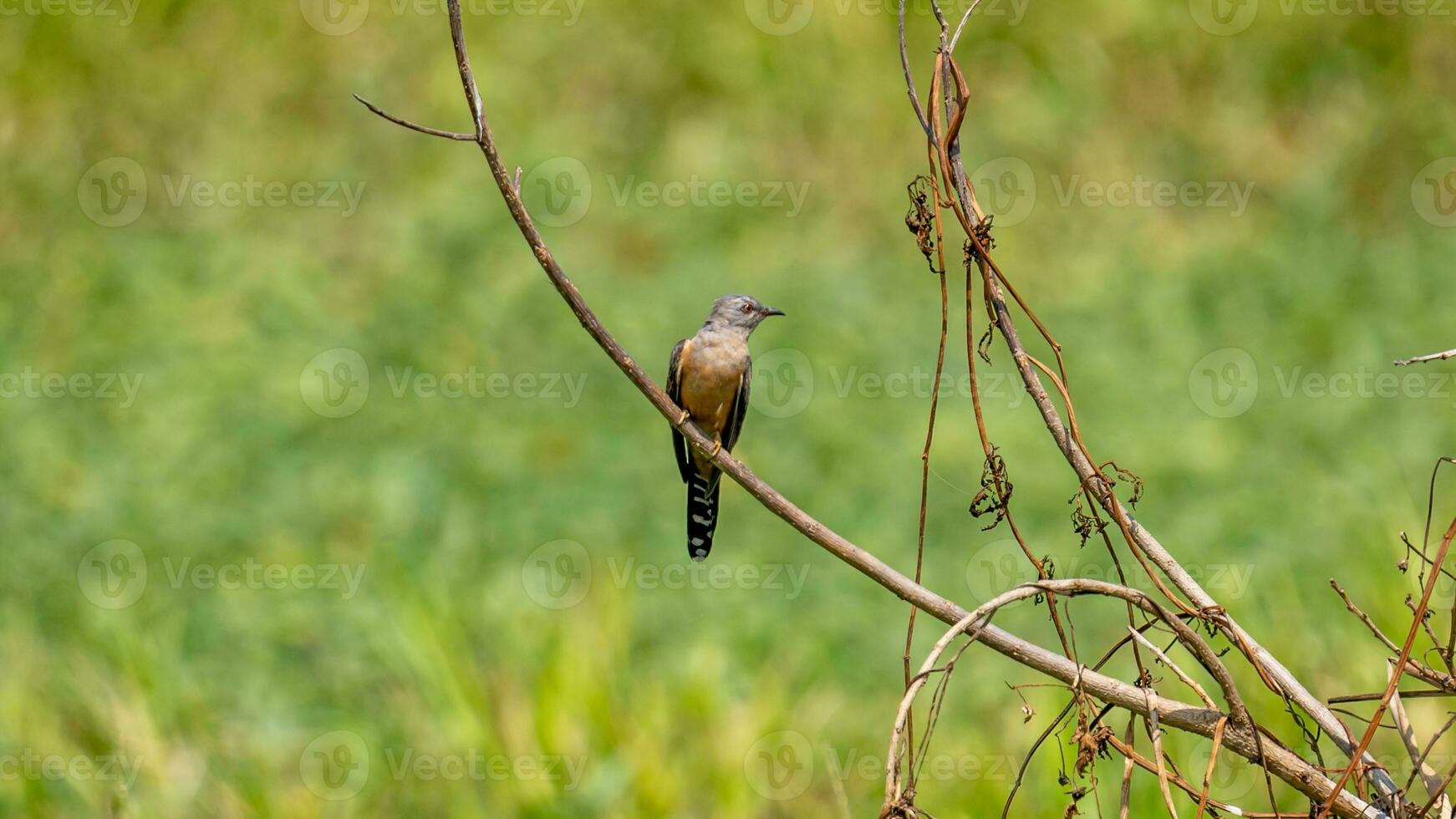 plaintive cuckoo perched on tree photo