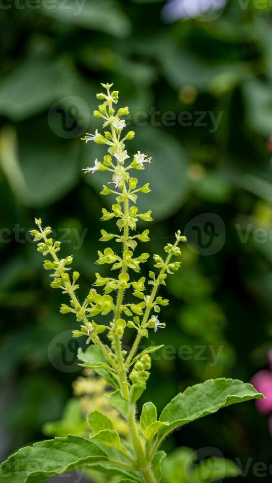 albahaca sagrada que florece en el jardín foto