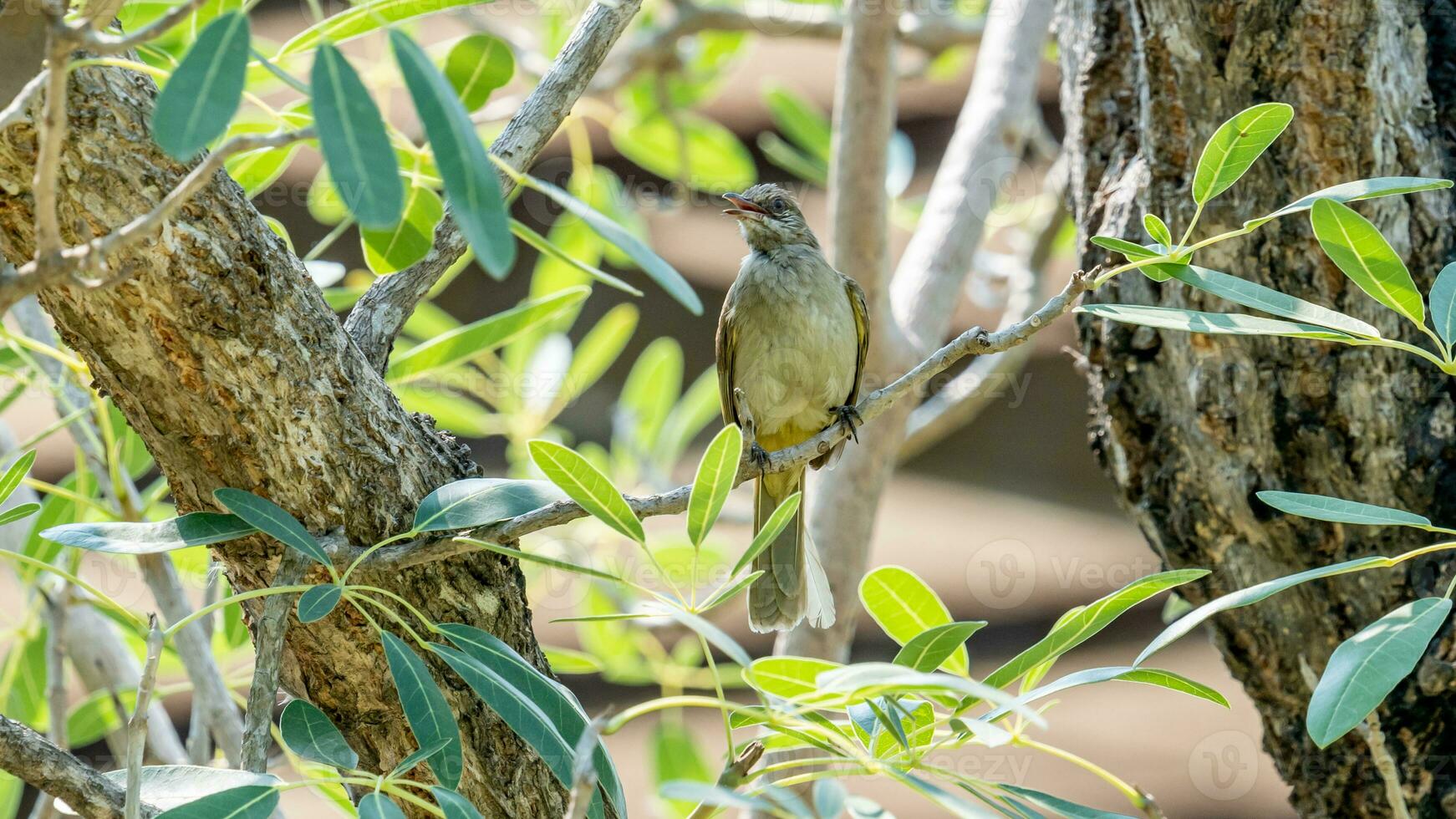 Streak-eared Bulbul perched on tree photo