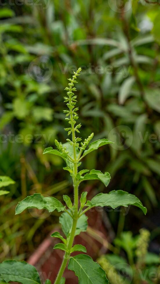 Holy basil blooming in the garden photo