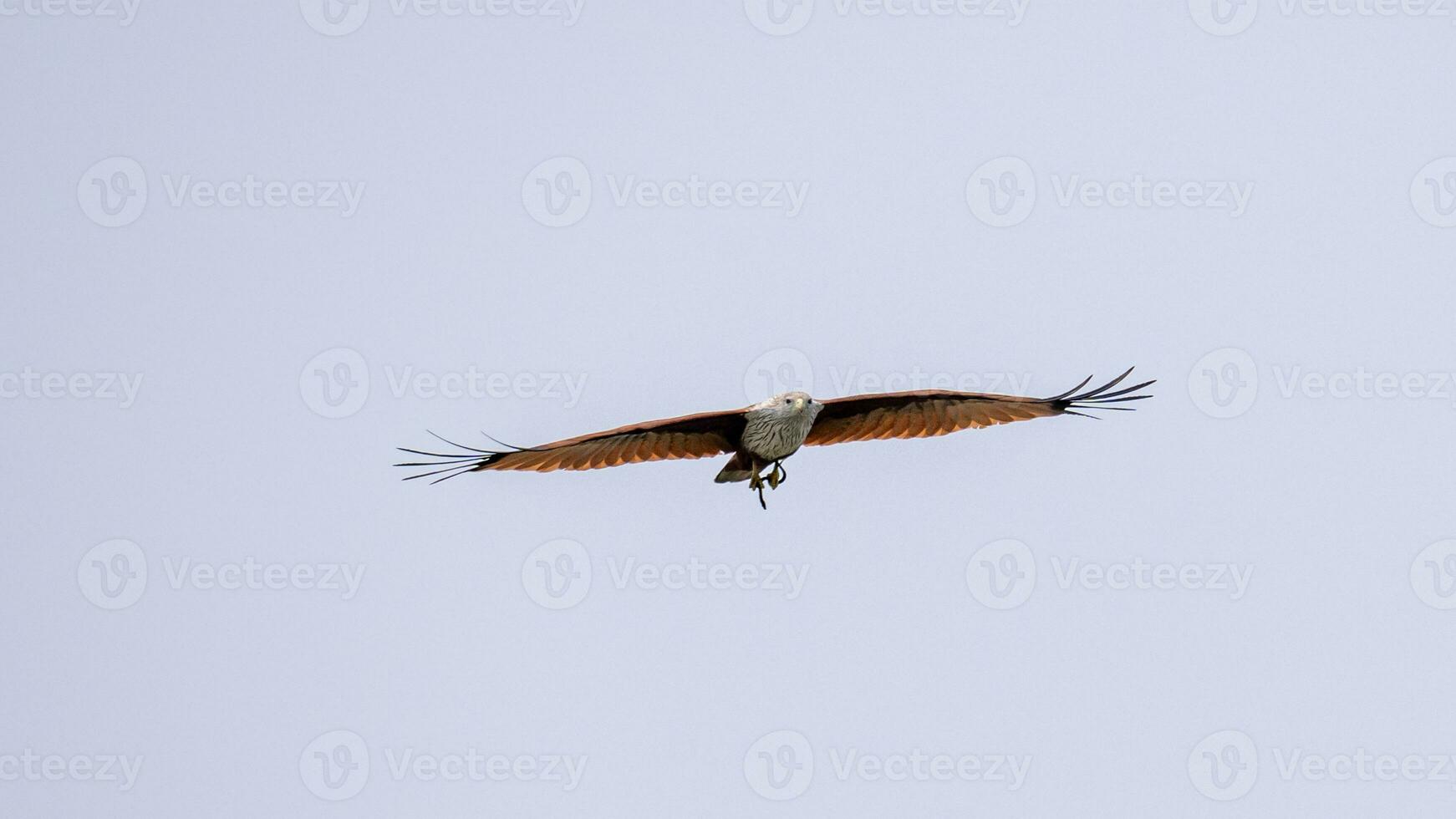 Brahminy Kite flying in the sky in nature of Thailand photo