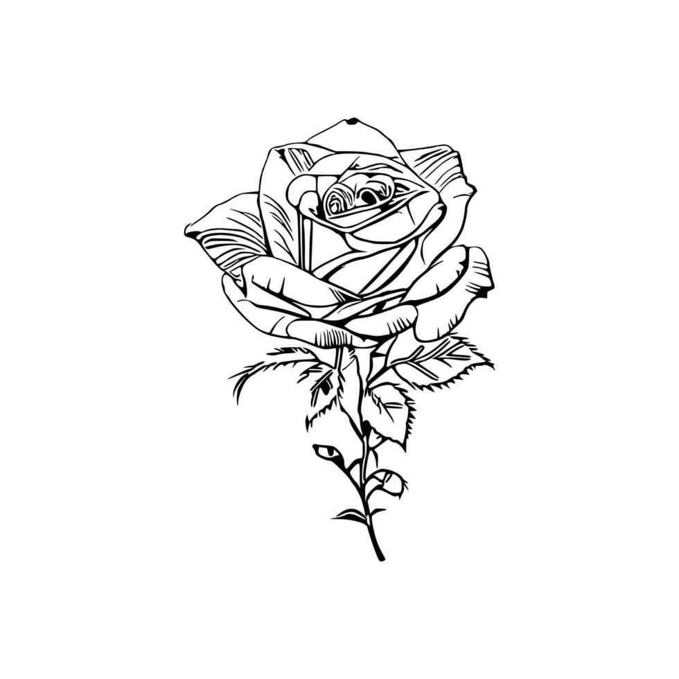 Beautiful Hand drawn flower rose sketch vector