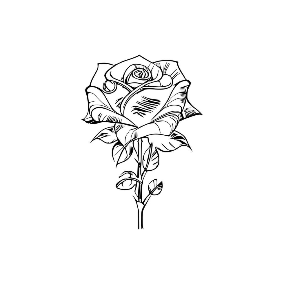 Beautiful Hand drawn flower rose sketch vector