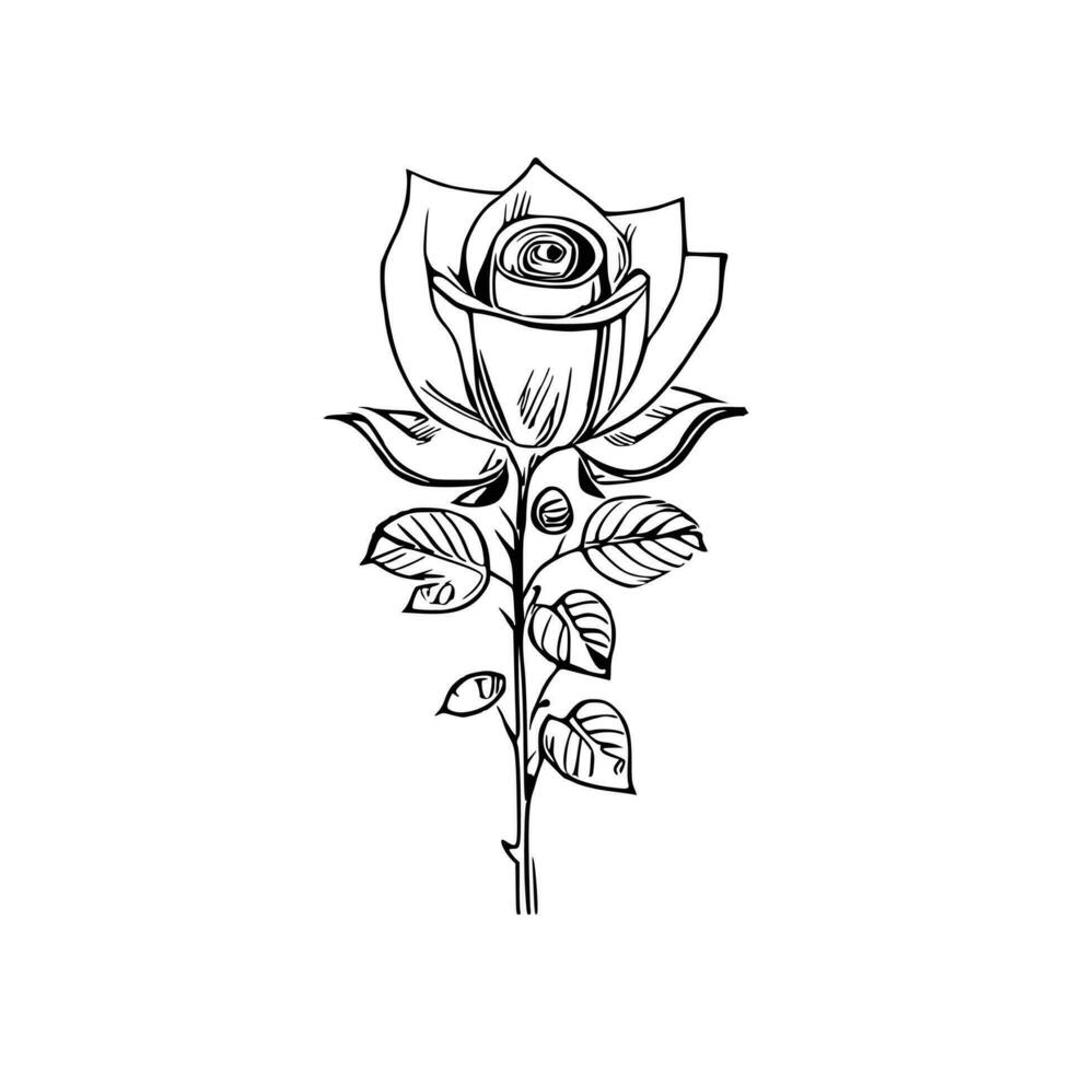 Beautiful Hand drawn flower rose sketch vector