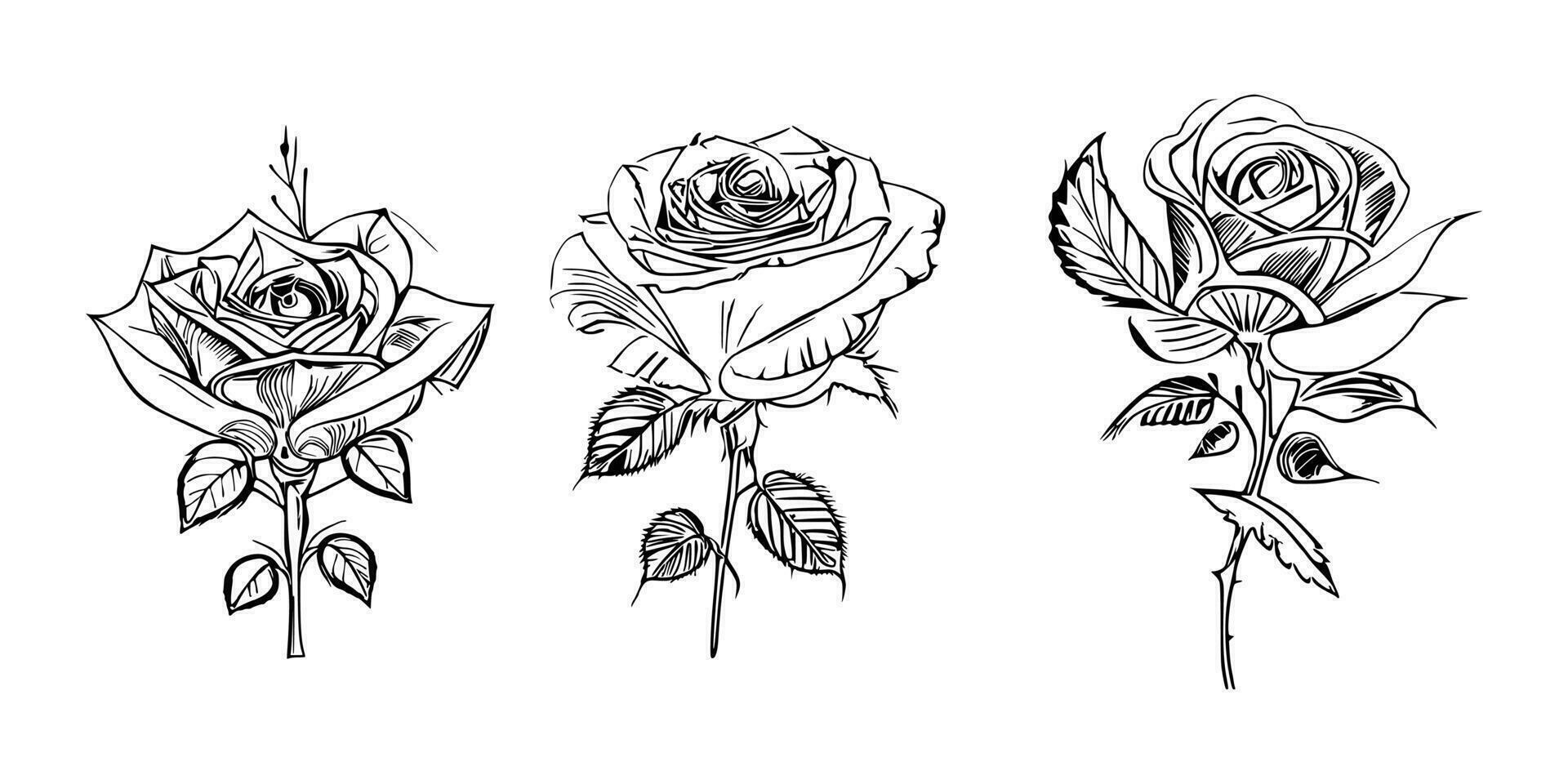 Beautiful Hand drawn flower Roses vector