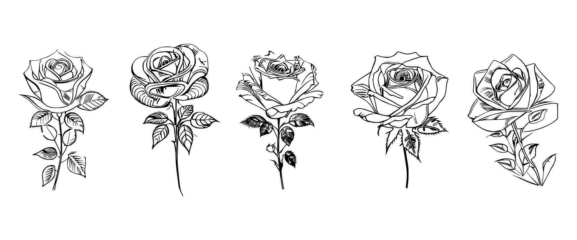 Beautiful Hand drawn flower Roses vector