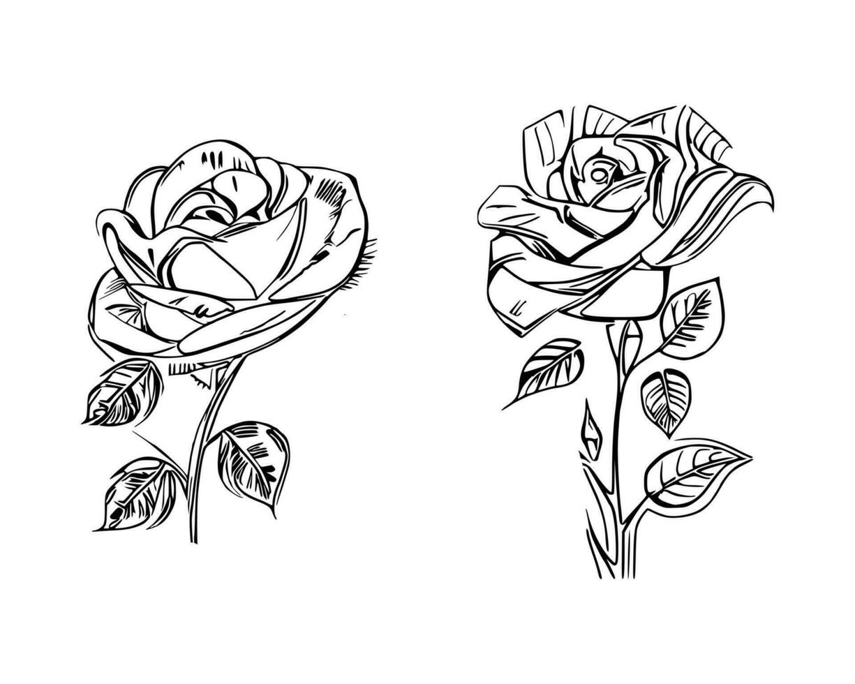 Beautiful Hand drawn flower Roses vector