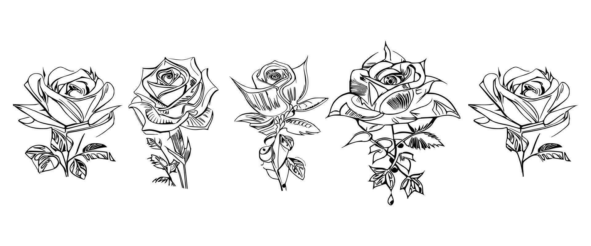 Beautiful Hand drawn flower Roses vector