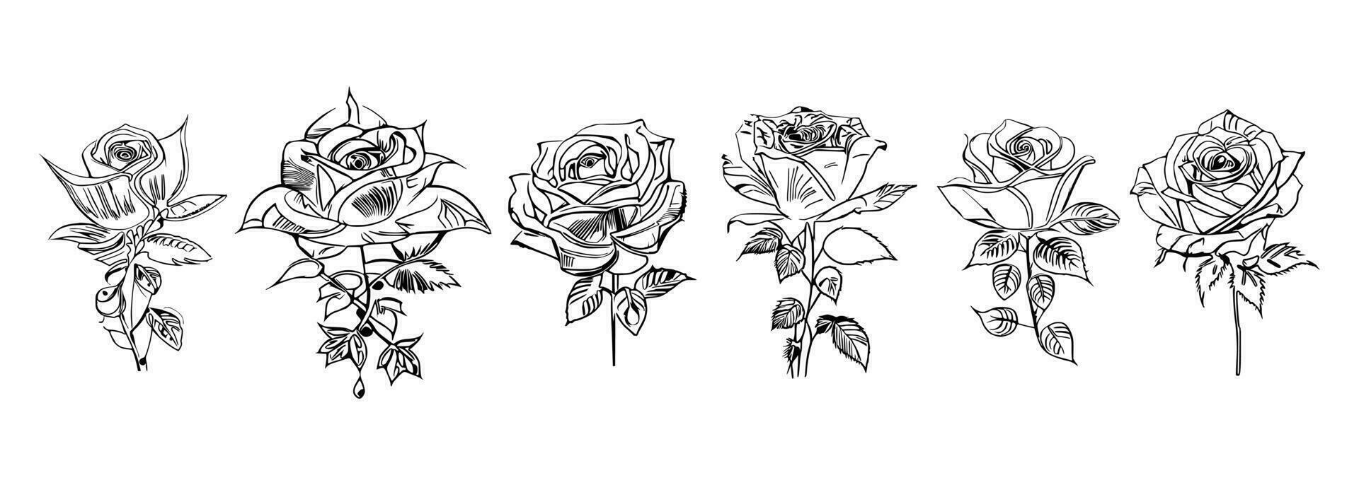 Roses set line art vector