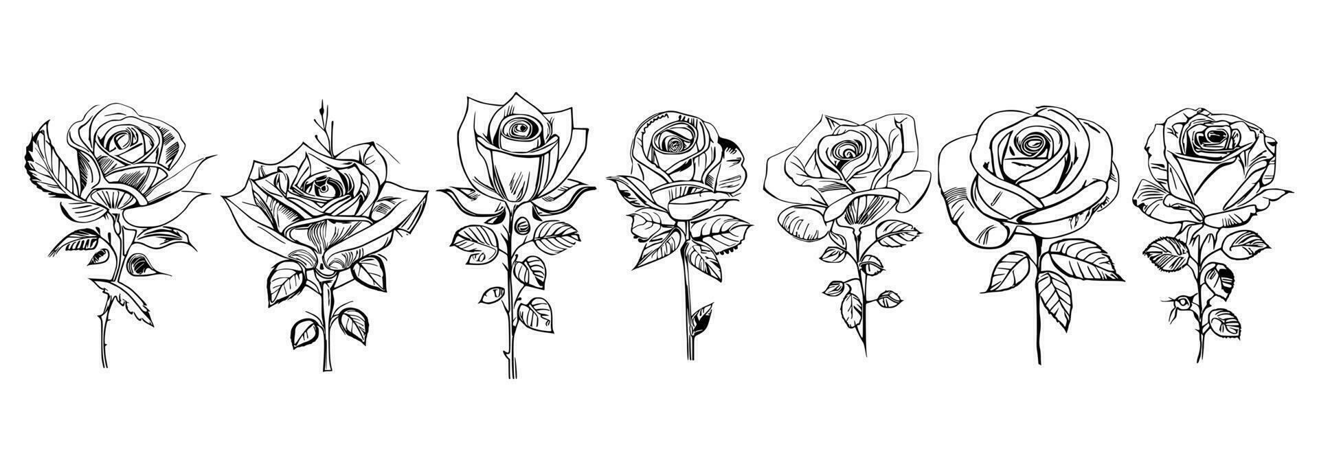 Roses set line art vector