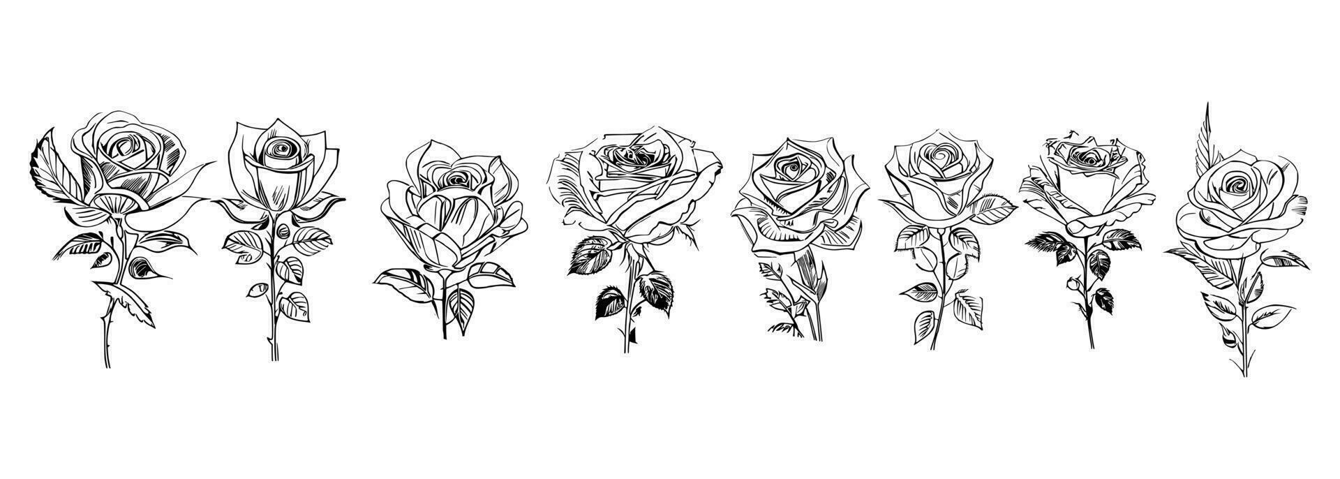 Roses set line art vector